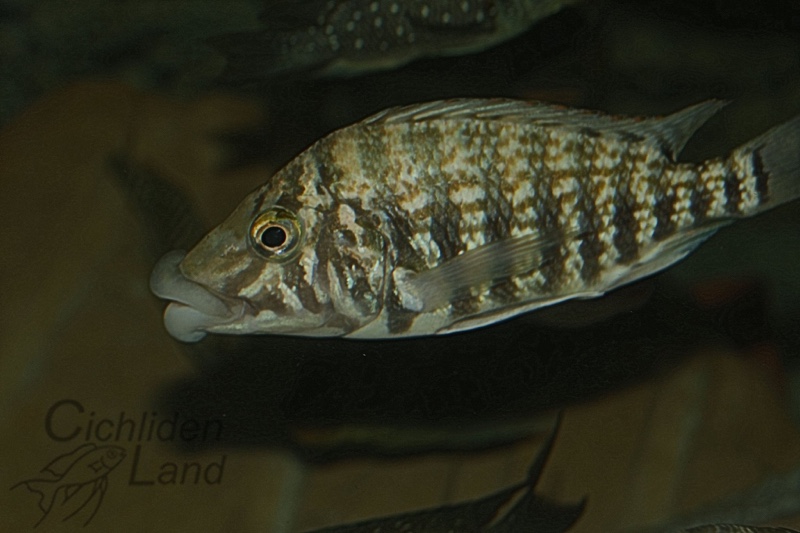 Lobochilotes labiatus